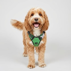 The Happy Doodle Company