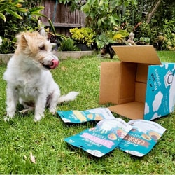 The Pet Project