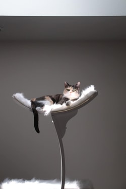 The Refined Feline