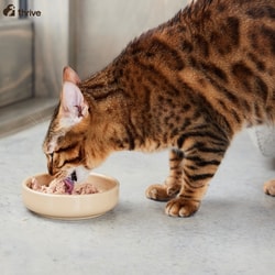 Thrive Pet Foods