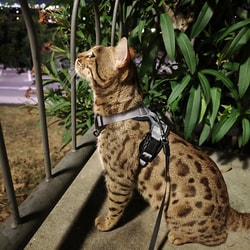 Tiendanimal