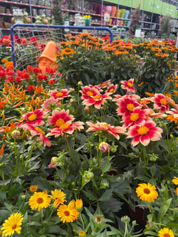 Toptuincentrum