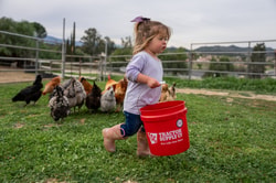 Tractor Supply