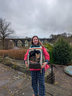 Travel Cat