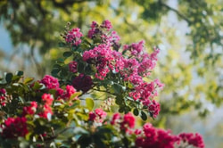 Tropic Trees