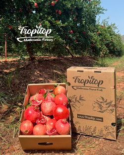 Tropitop
