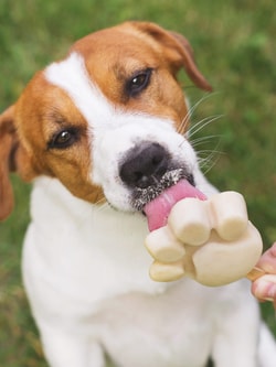 TrustedHousesitters