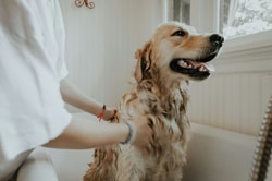 Uahpet