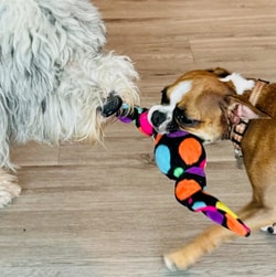 Valentino Pet Paws