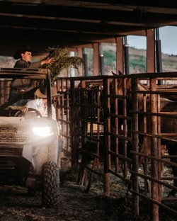 Valley Vet