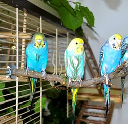Vogelgaleria