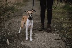 Walkee Paws