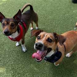 Wisdom Panel