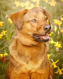 Wisdom Panel