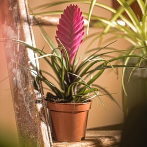 Carbeth Plants