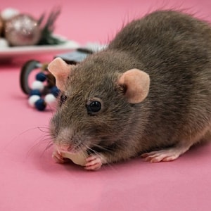 DIYPestControl.com