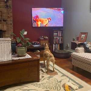 DOGTV