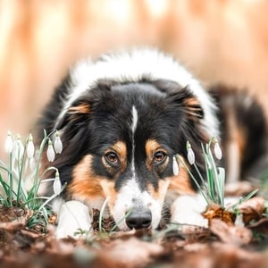 Heartland Veterinary Supply