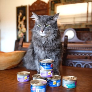 Pet Supplies Plus