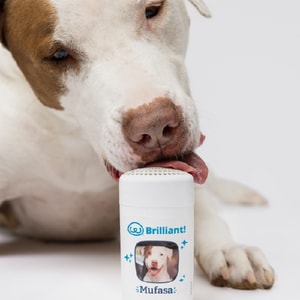 PetFriendly