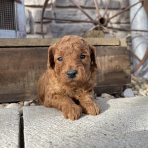PuppySpot