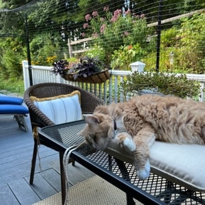 Purrfect Fence