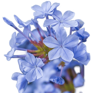 BALDUR-Garten St&auml;mmchen Plumbago