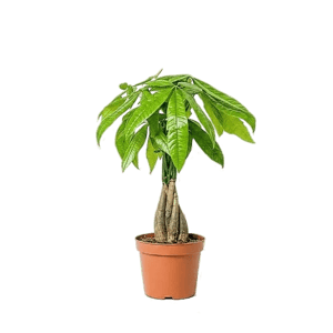 BE. GREEN Pachira Aquatica