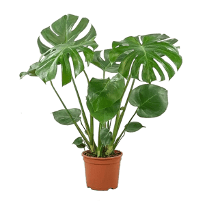 BE. GREEN Monstera Deliciosa