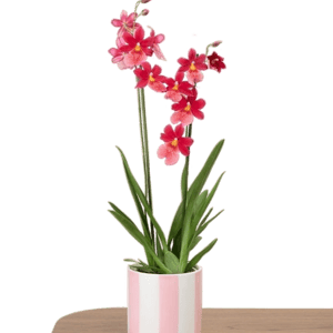 Bergamotte Orchid&eacute;e Aude