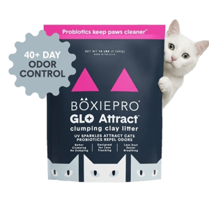 Boxie Cat BoxiePro Glo Attract