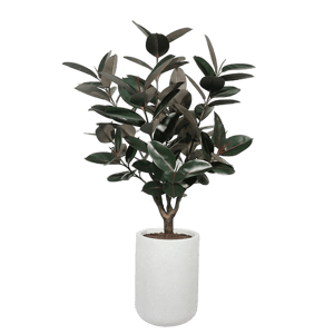 CG Hunter 5' Rubber Ficus