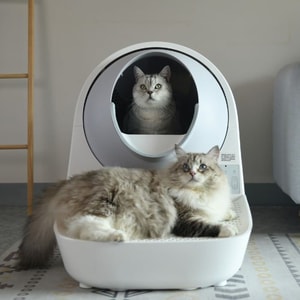 CATLINK