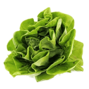 iecook サラダ菜