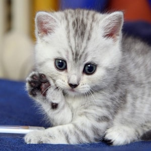 PetCareClub