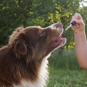 Pet Wellness Direct