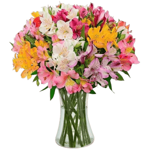 Nova Flor Luxuosas Astrom&eacute;lias Coloridas no Vaso