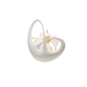 OSUGA Papillon