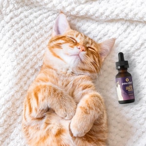 Paw CBD