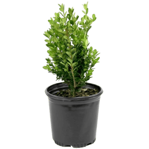 Plant Addicts Wintergreen Boxwood