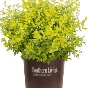 Plant Addicts Sunshine Ligustrum