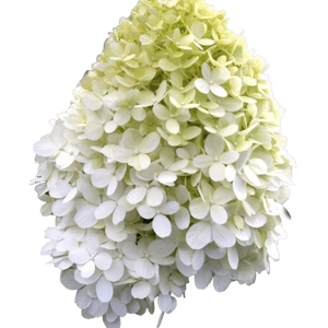 Plant Addicts Limelight Hydrangea