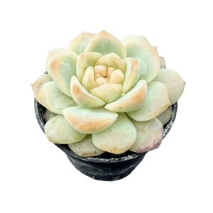 The Next Gardener Echeveria Ice Soul