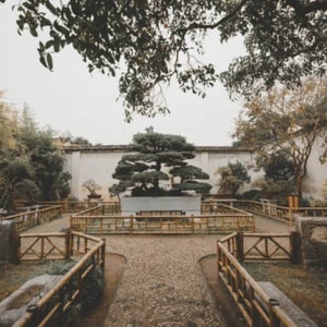 Yorkshire Bonsai
