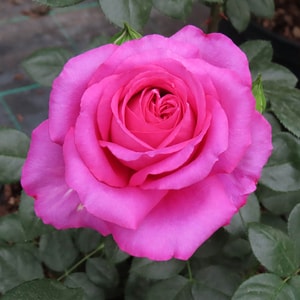 Harkness 'Fab at 70' Birthday Rose