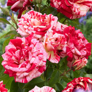 Rose Raspberry Ripple (Papageno)