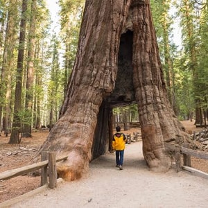 Yosemite and Giant Sequoias One Day Tour from San Francisco