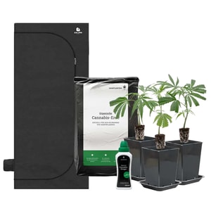Indoor-Anbau Rundum Sorglos Paket | Stecklinge