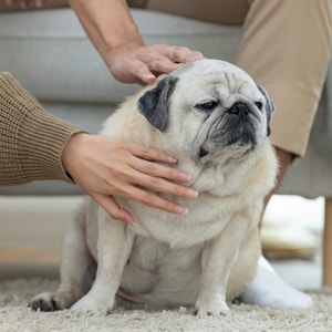 Knose Dog and Puppy Insurance