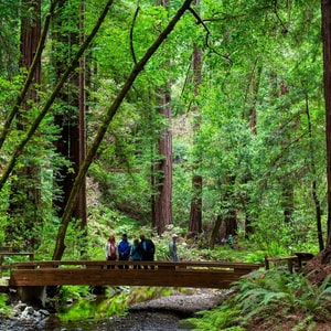 Muir Woods Redwood Forest and Sausalito Morning Tour